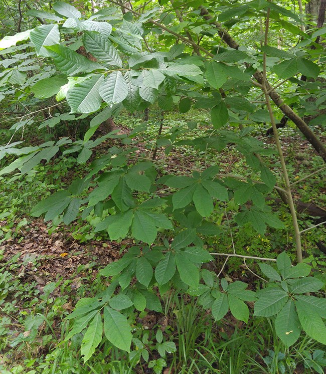 pawpaw leaves Broad green leaves of a pawpaw tree