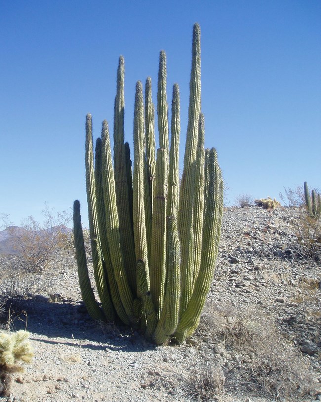 organ pipe cactus