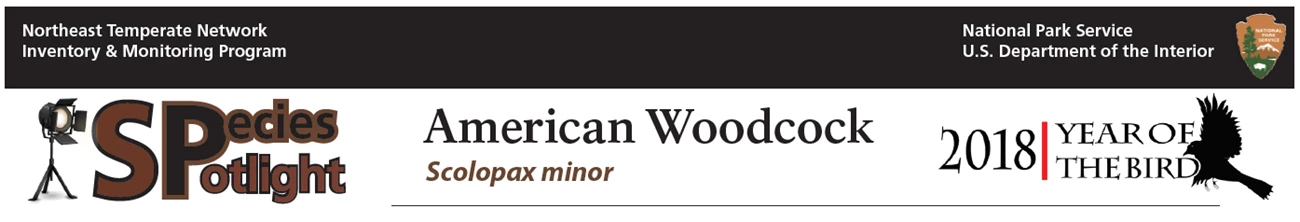 SS - woodcock Species spotlight banner showing a spotlight aimed at text.