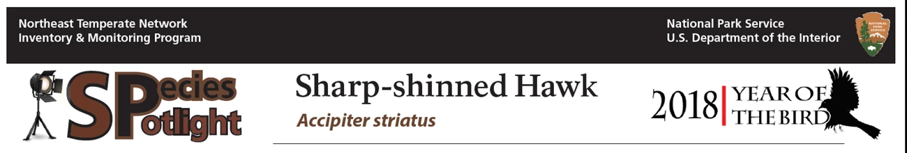 SS Sharpie banner Banner for Species Spotlight - Sharp-shinned Hawk