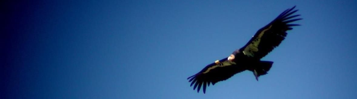 A condor flying wild and free.