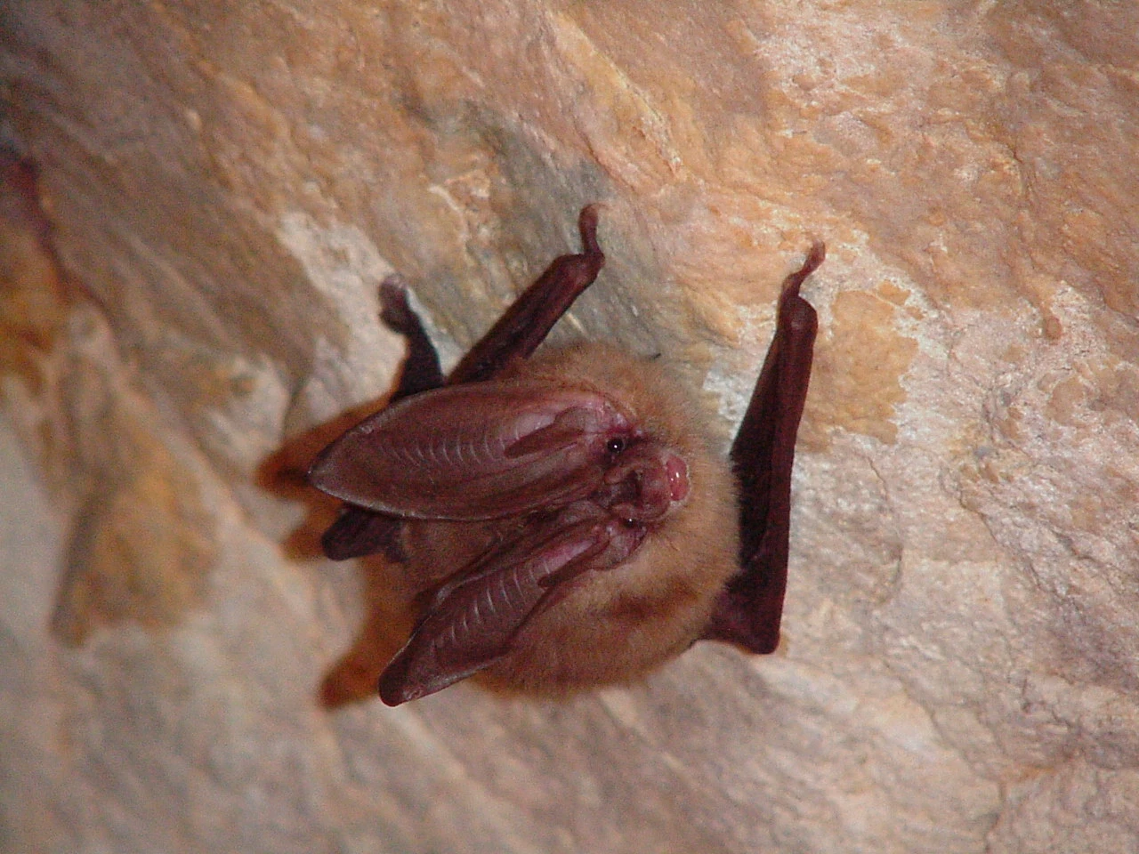 Townsend Bat NPS Townsend Bat NPS