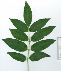 White ash leaf A symmetrical white ash leaf composed of 9 distinct leaflets.