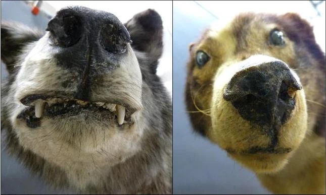 Wolf-and-dog Close up images of a stuffed wolf and dog