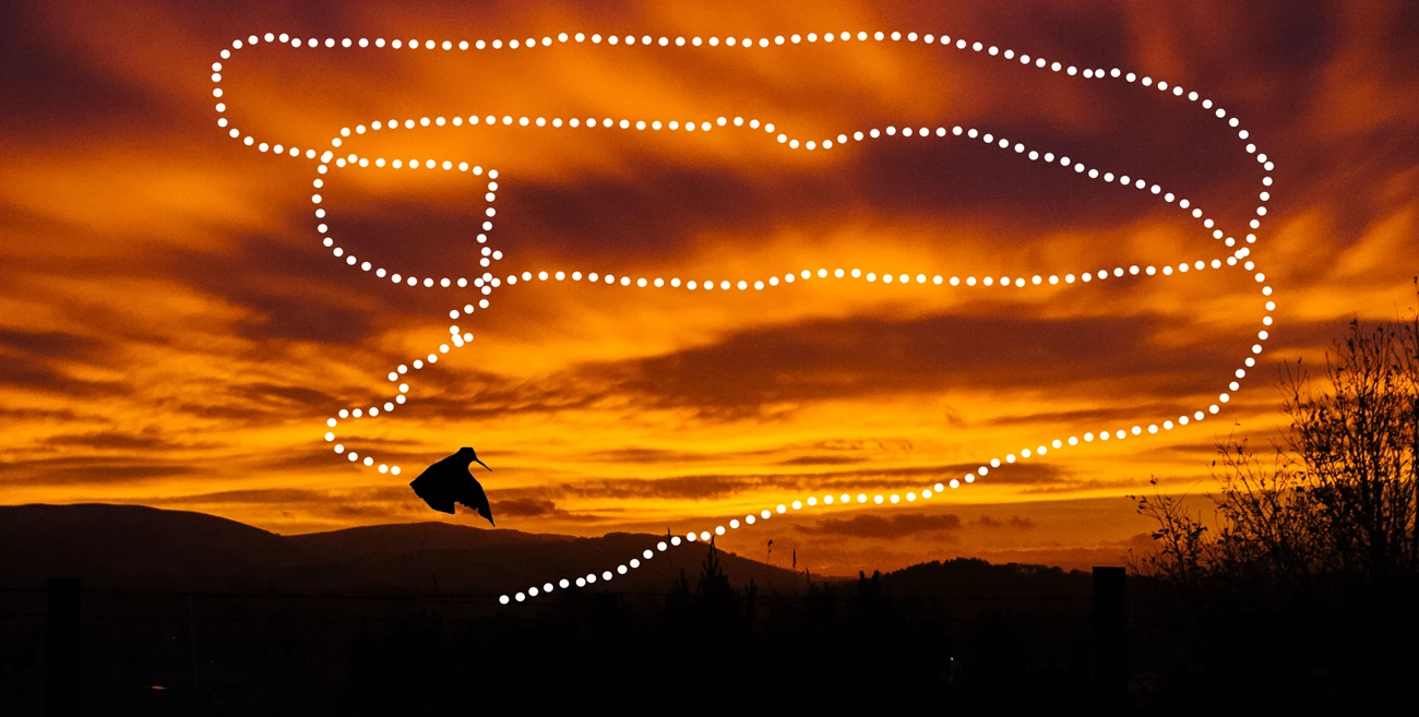 Woodcock flight The silhouette of a Woodcock against an orange sunset sky, showing the flight pattern of the bird's mating ritual.
