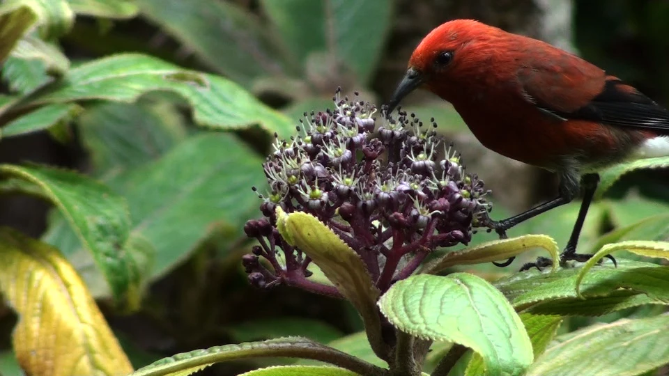 An endemic ‘apapane drinks nectar from a blossom An endemic ‘apapane drinks nectar from a blossom