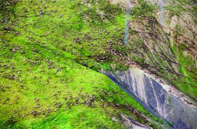 Aerial image of the Western Arctic Caribou Herd migrating across the tundra in northwest Alaska