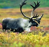 A lone caribou grazing in a colorful field of tundra in Alaska.