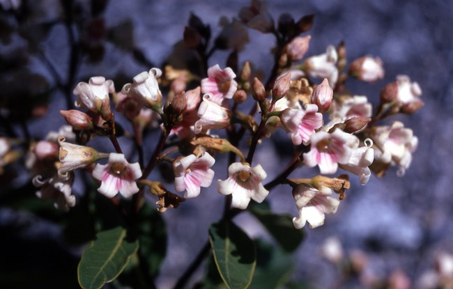 Dogbane plant