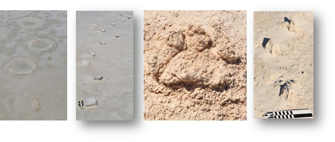 fossil tracks