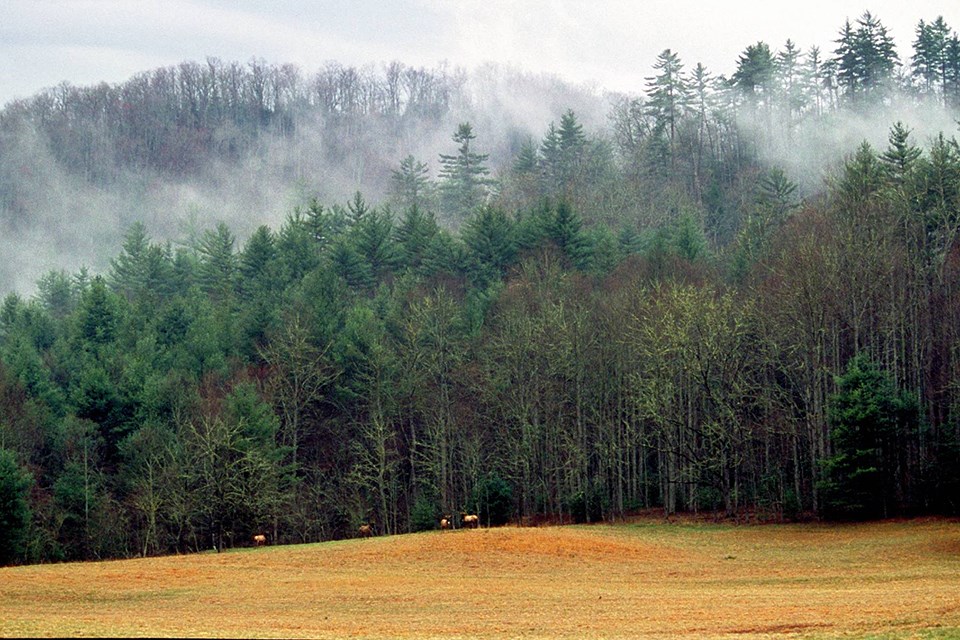 Trees with green foliage with a golden meadow and elk in the foreground