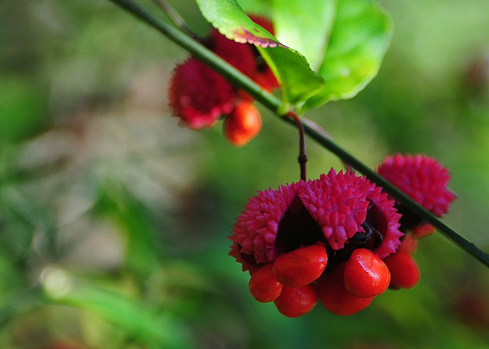 Red fruit and green leaves suspended from a branch