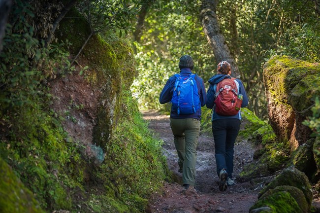 Visitors hiking through forest