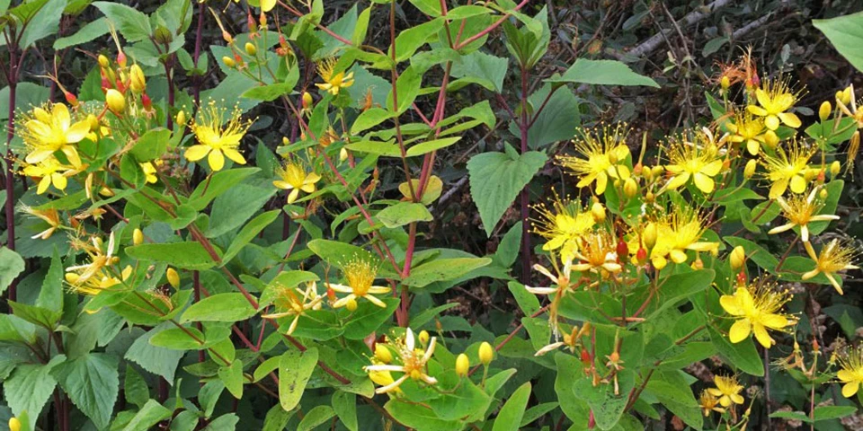 x960_480Malfurada Yellow flowers of Malfurada, an inavasive plant.