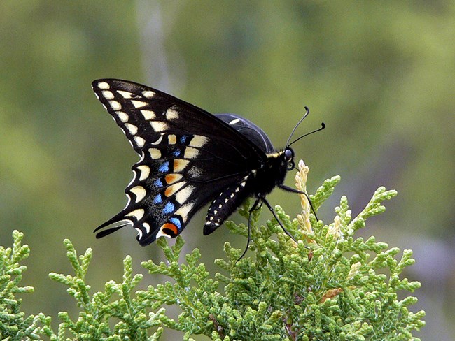 black swallowtail