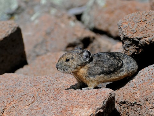 american pika