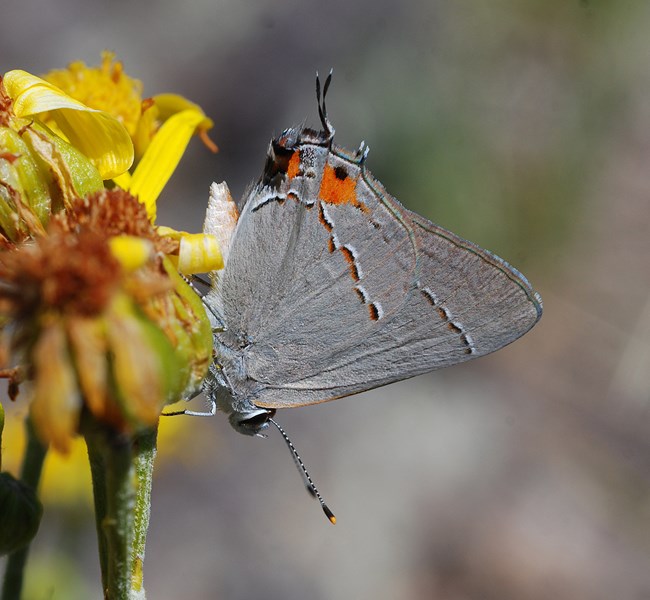 gray hairstreak