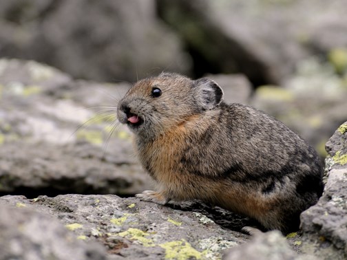 American pika