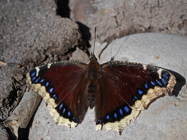 mourning cloak