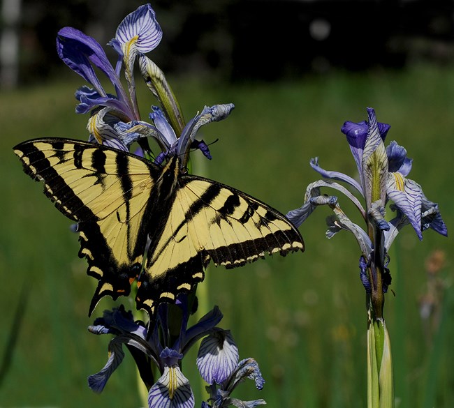 open western t swallowtail on blue flag