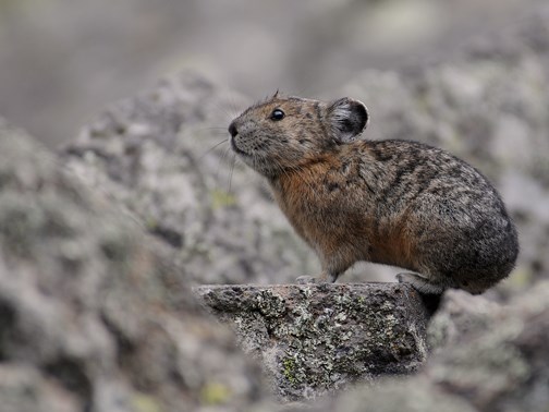 pika on rock