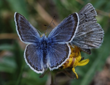 reakirts blue couple