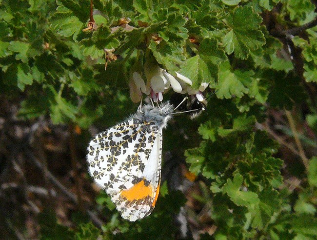 sara orangetip