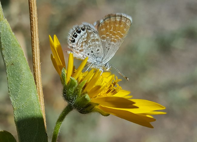 western pygmy blue