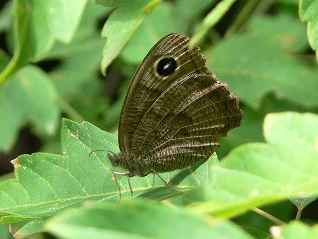 woodland nymph