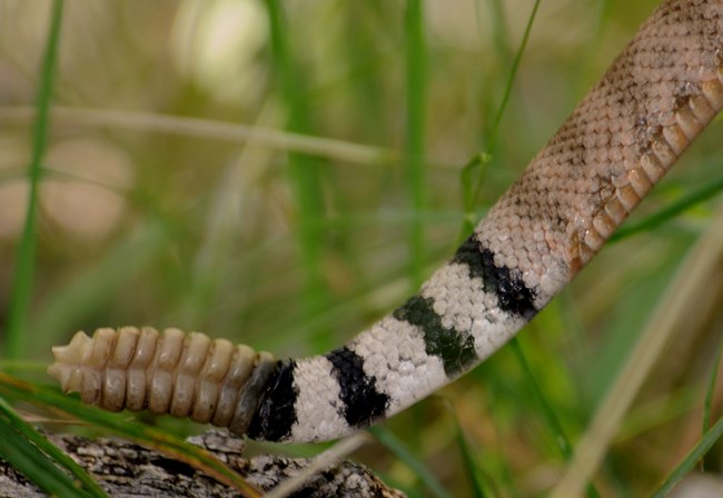 rattlesnake tail