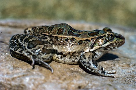 A large gray frog with brown splotches sits on a rock