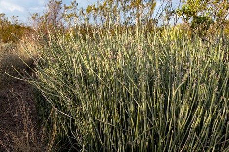 A bunch of candelilla with thin, green stems and small, white flowers.