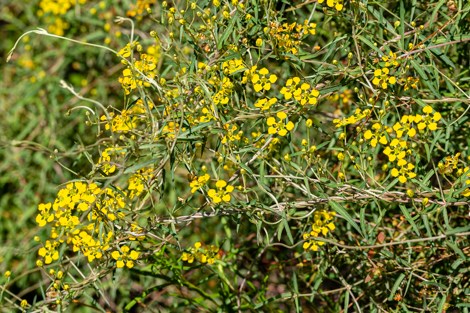 A vine with bright yellow flowers sprawls across a bush.