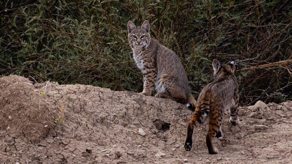 Two bobcats walk up an earthen embankment, headed towards creosote shrubs.