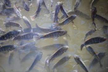 A school of fish