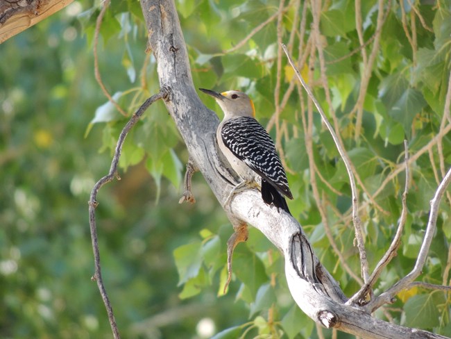 A gray bird with a black and white checkered back and orange on the back of the head and red on the top of the head sits on a tree branch.