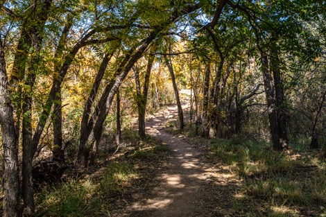 A path winds through a grove of trees