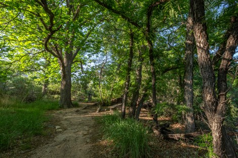 A path winds through the shade from tall trees.