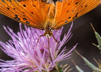 A butterfly sits on a flower