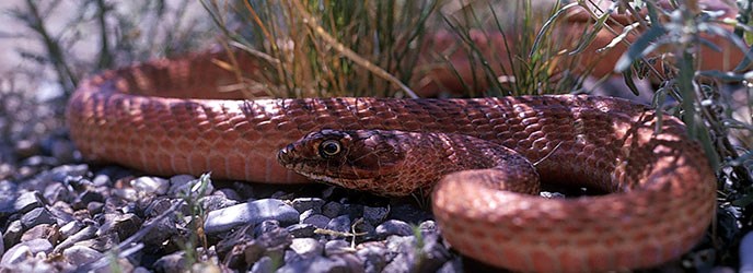 Western Coachwhip