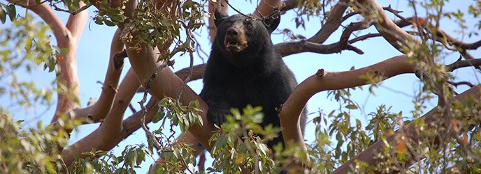 Black Bear