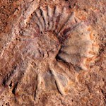 Nautilus Fossil