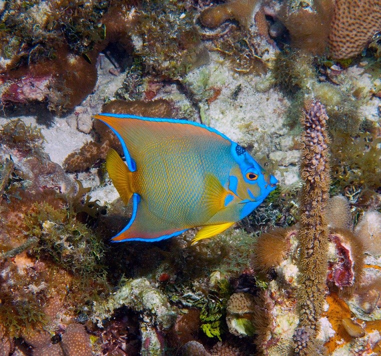 queen angelfish