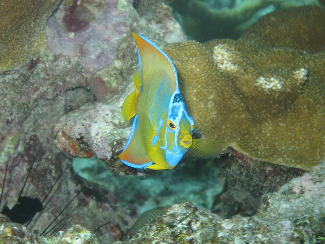 queen angelfish