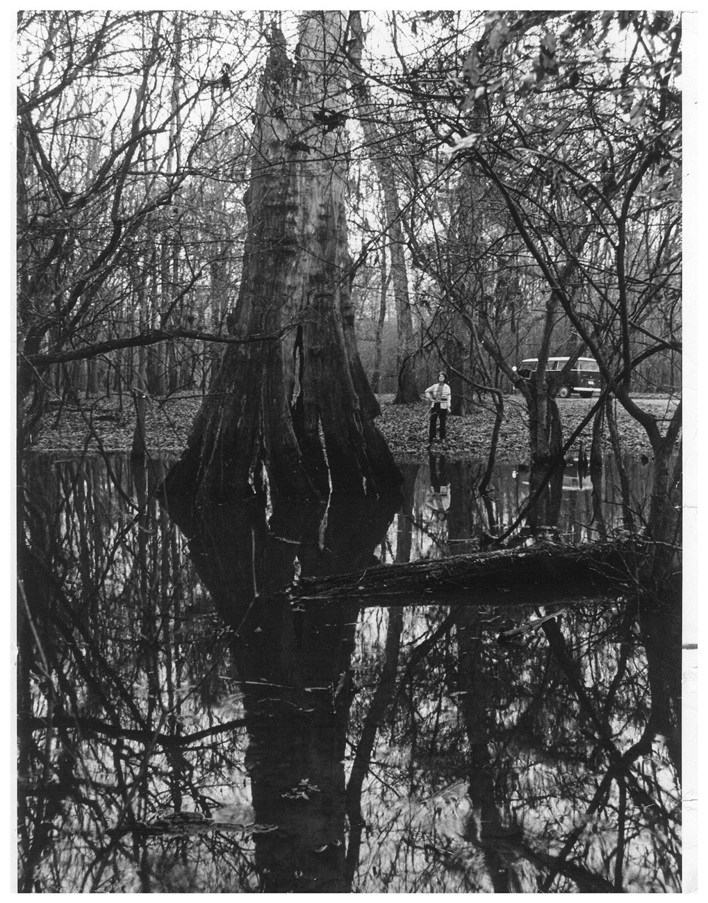 black and white photo of a woman standing near the edge of a pond looking at a large dead cypress tree. Her van is in the background.