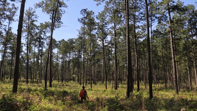 a man dwarfed by a forest of pine trees