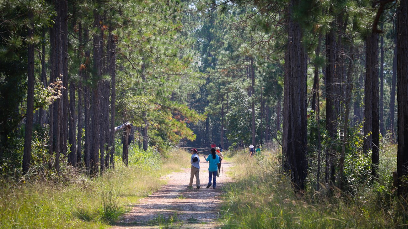 a few hikers in the distance walking down a straight path through tall pines.