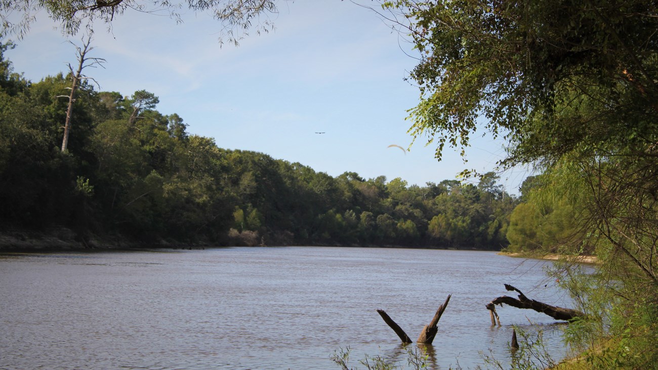 wide river surrounded by forest