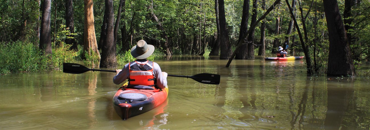 people kayaking through a cypress slough