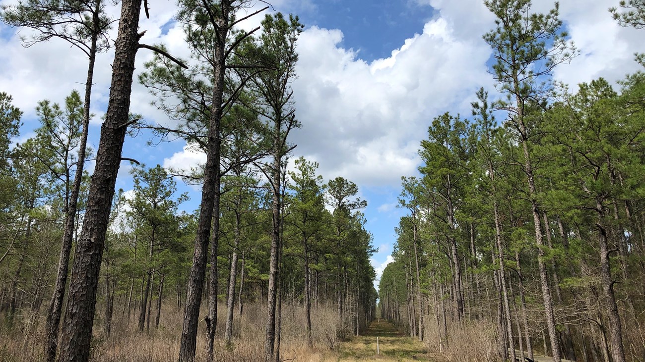 pipeline right-of-way in a pine forest